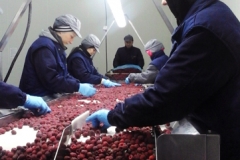 food-valley-prebiranje-maline-1