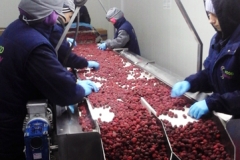 food-valley-prebiranje-maline-2